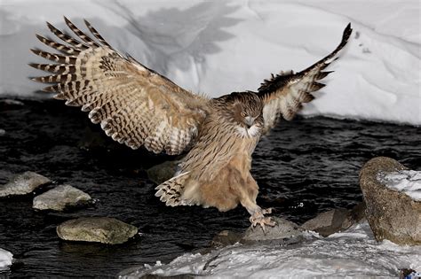 blakiston's fish owl|Big Fish, Little Fish (A Tale of Two Mokis) .